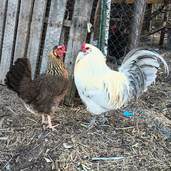 Bits and Pieces - Picture 6 of 12